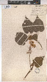 Sparrmannia africana image