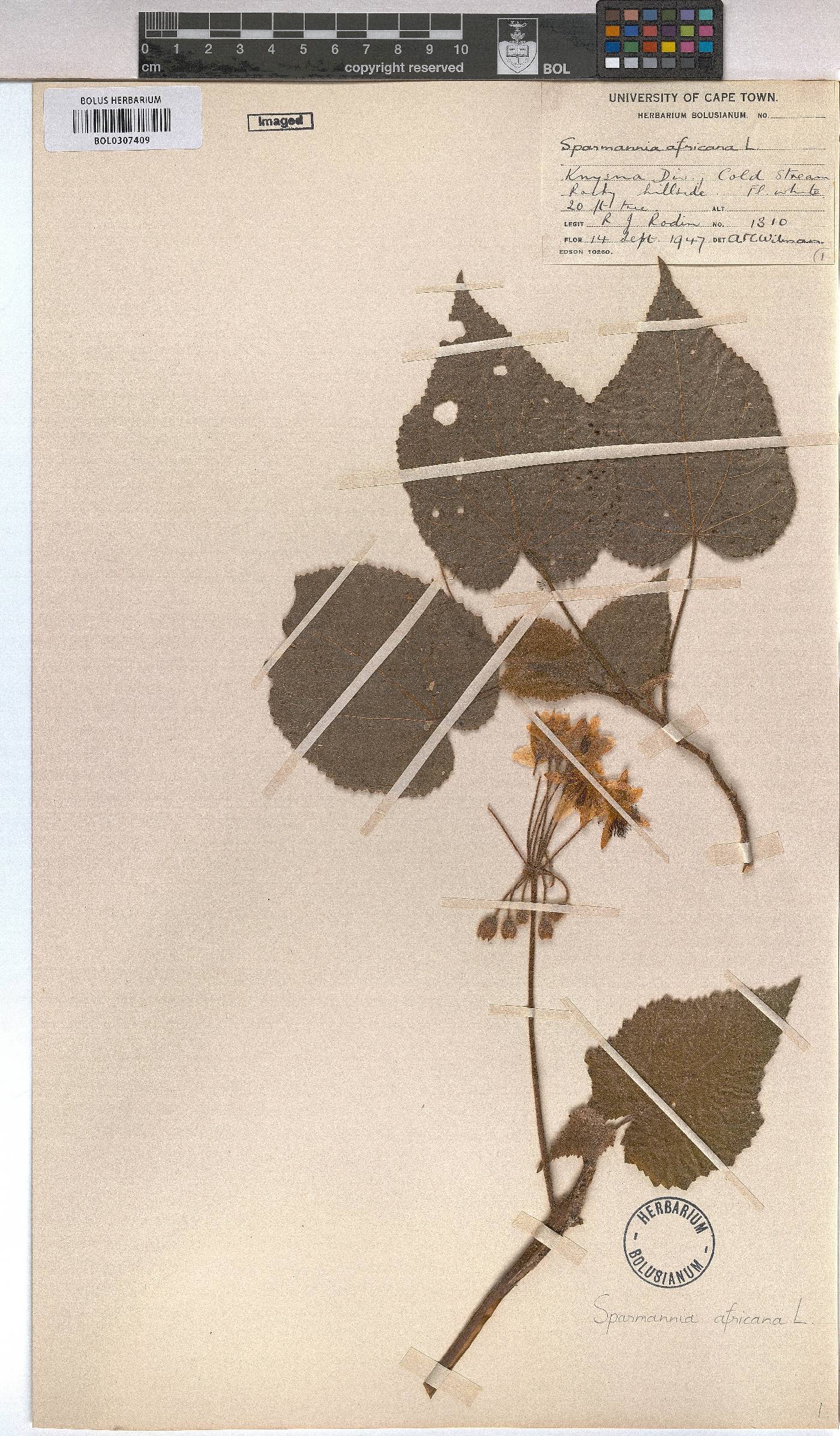 Sparrmannia africana image