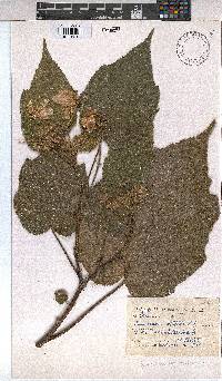 Sparrmannia africana image