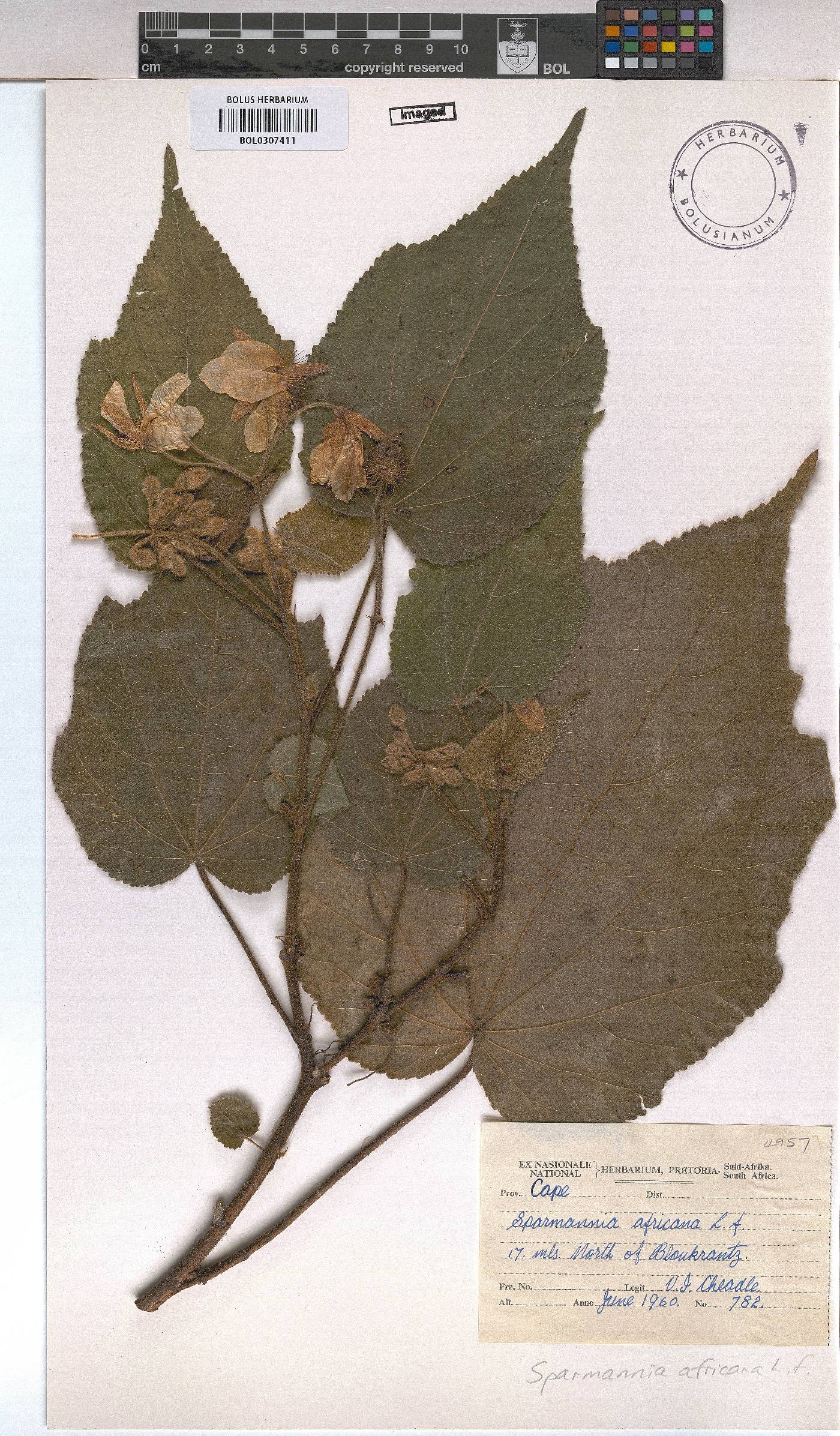 Sparrmannia image