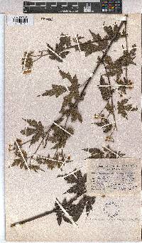 Sparrmannia ricinocarpa image