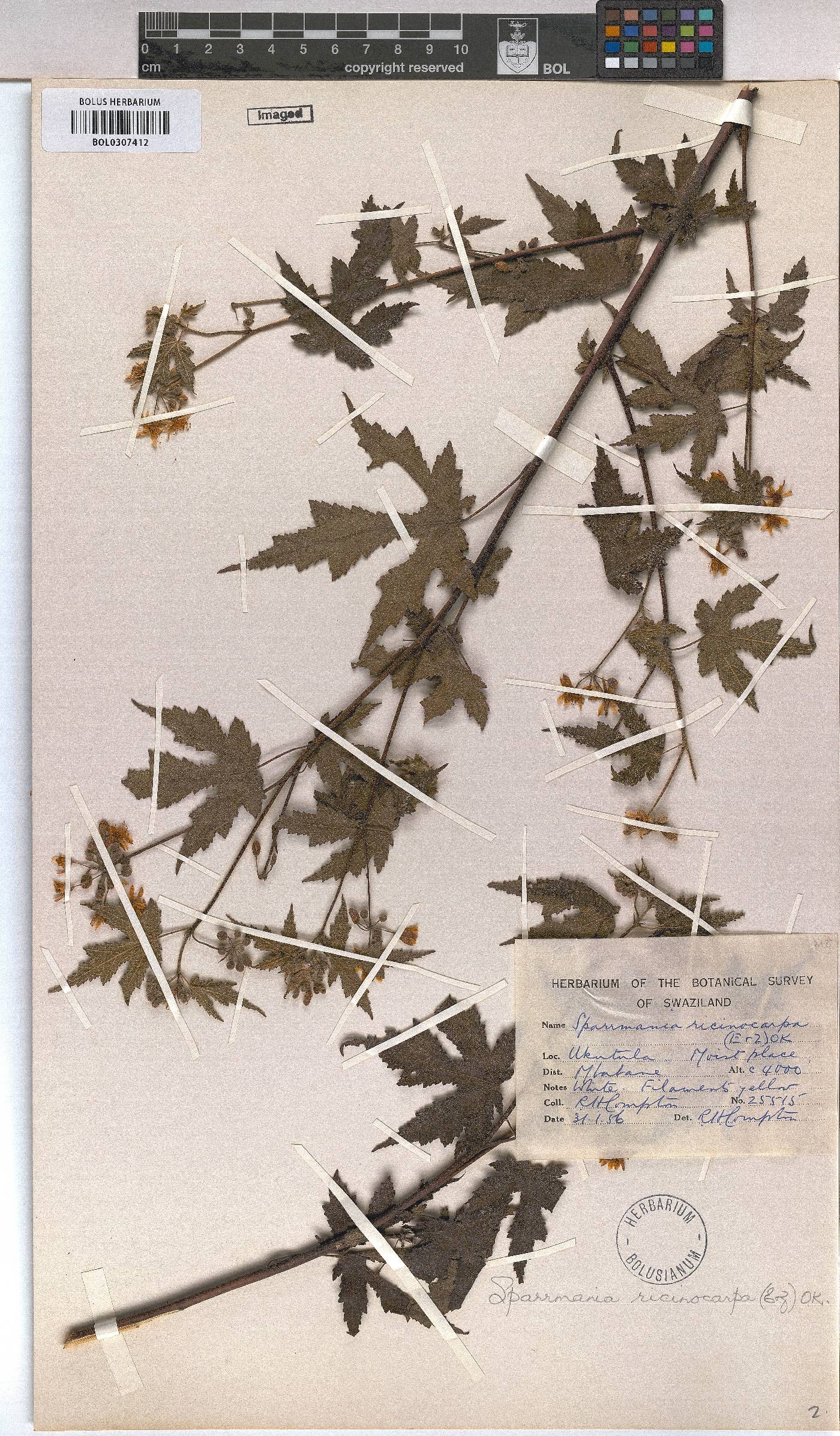 Sparrmannia image