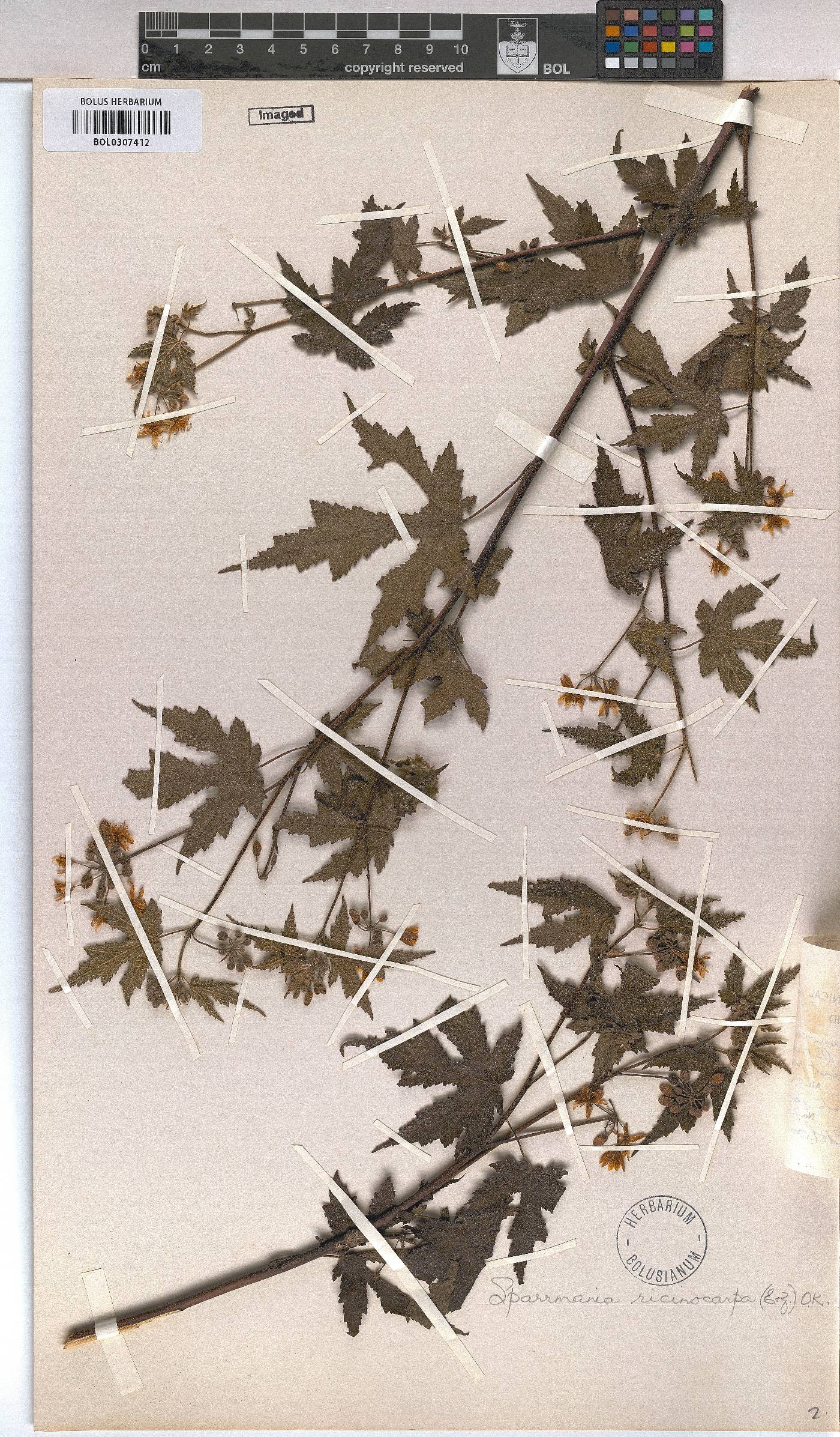 Sparrmannia ricinocarpa image