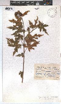 Sparrmannia ricinocarpa image