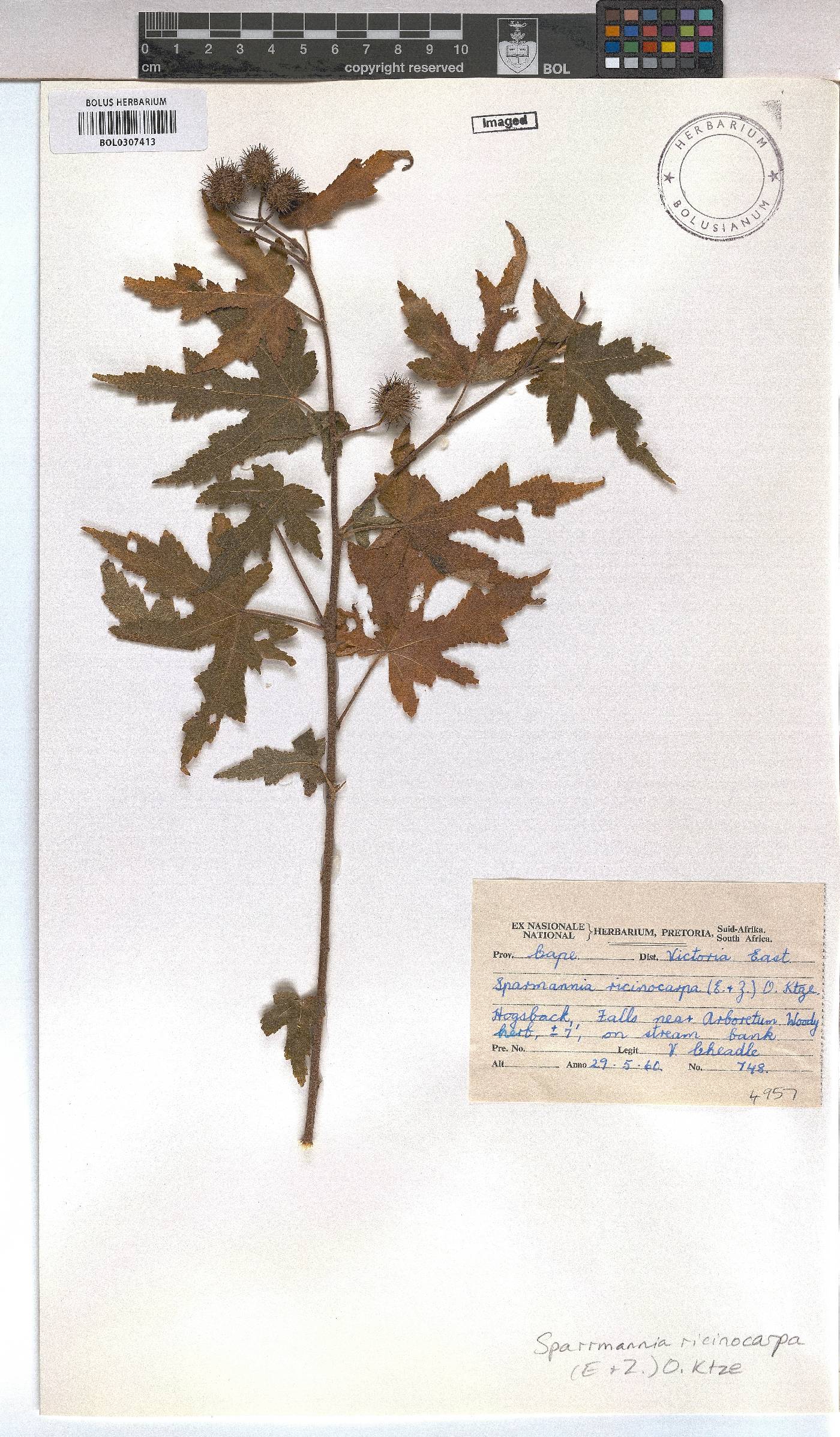 Sparrmannia image