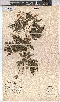 Sparrmannia ricinocarpa image