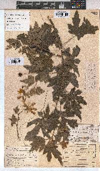 Sparrmannia ricinocarpa image