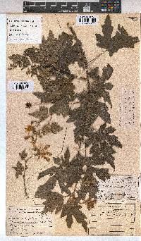 Sparrmannia ricinocarpa image