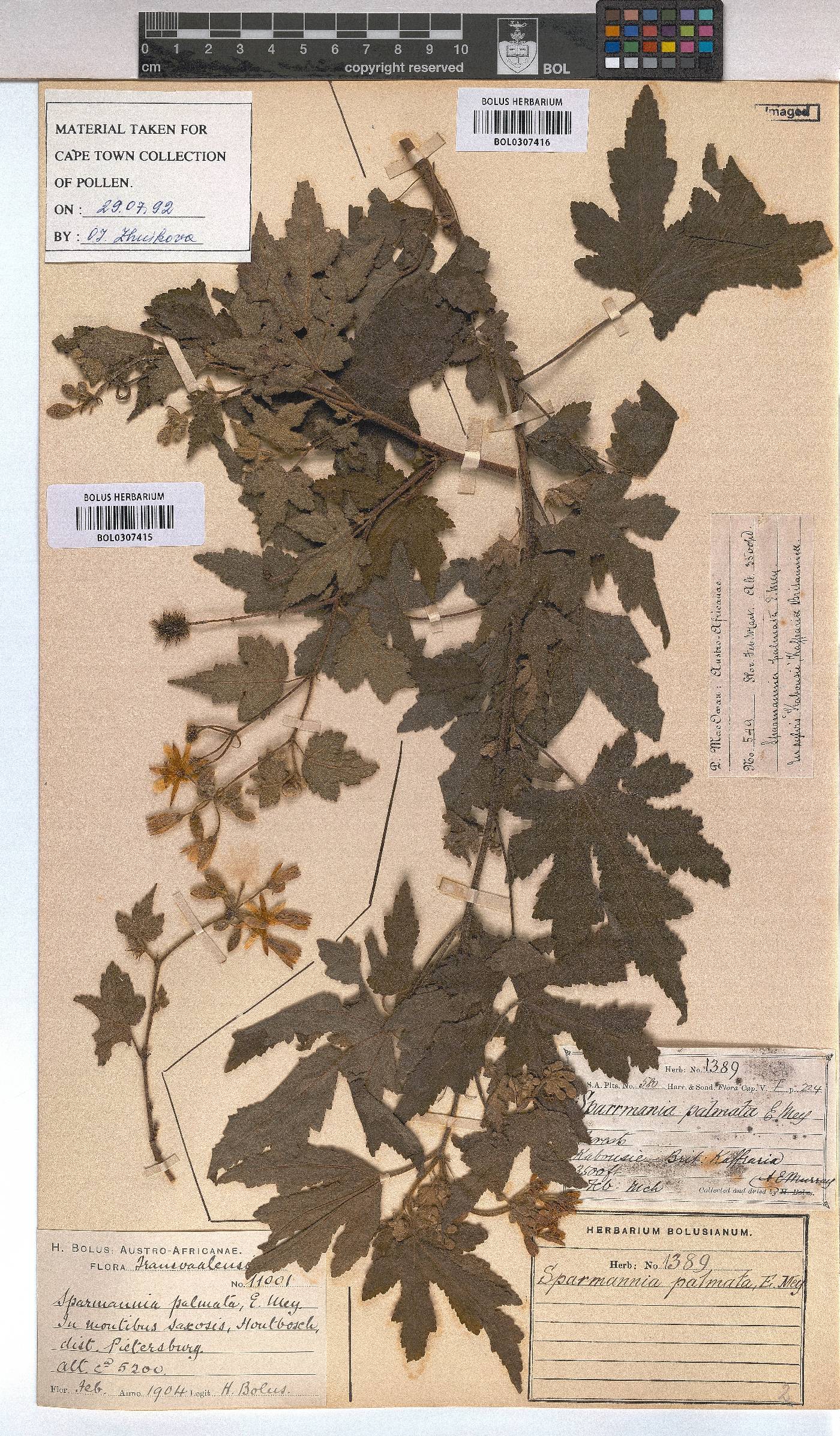 Sparrmannia image