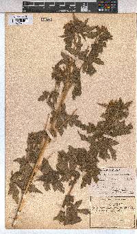 Sparrmannia ricinocarpa image