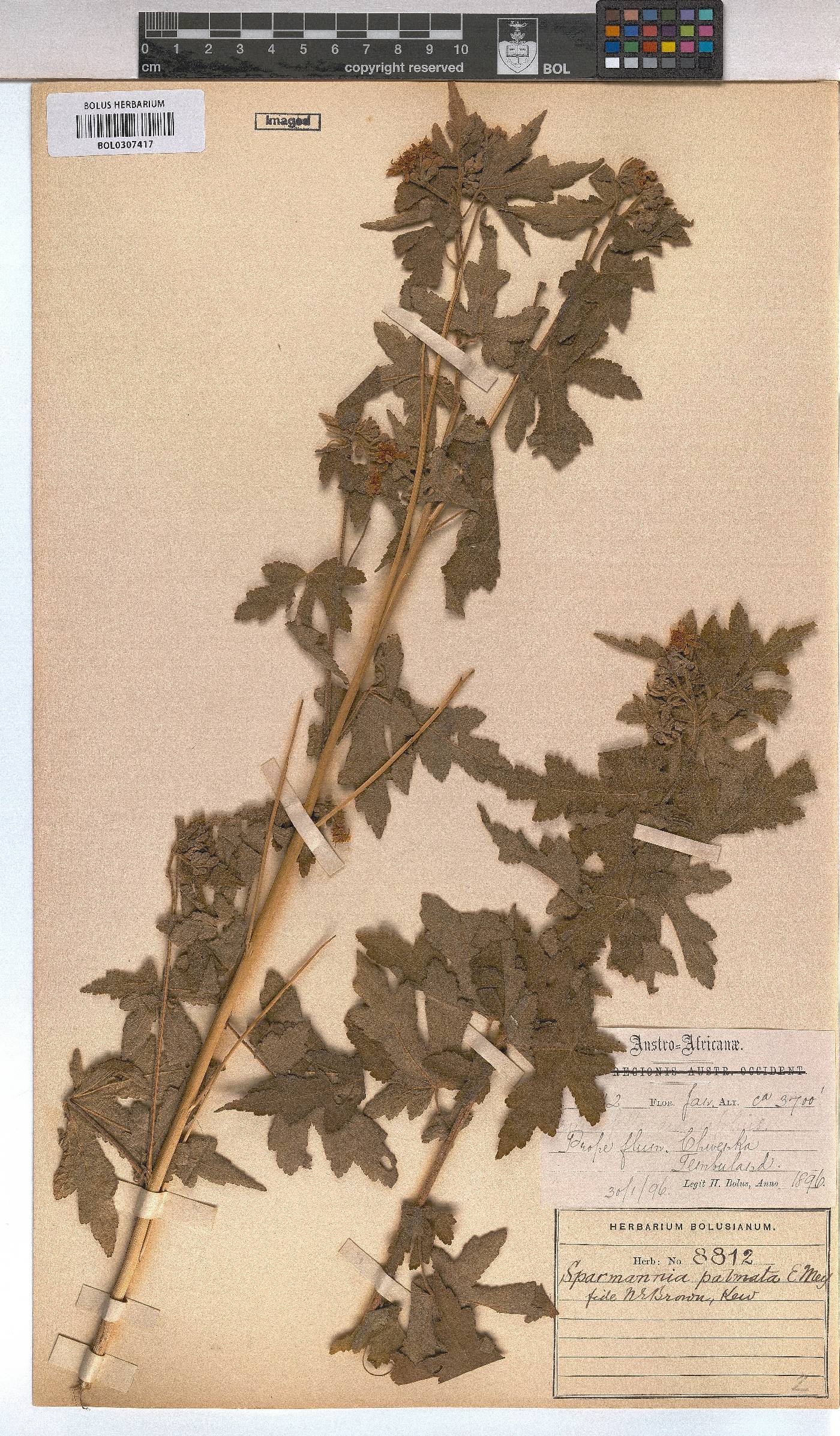 Sparrmannia ricinocarpa image