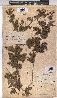 Sparrmannia ricinocarpa image