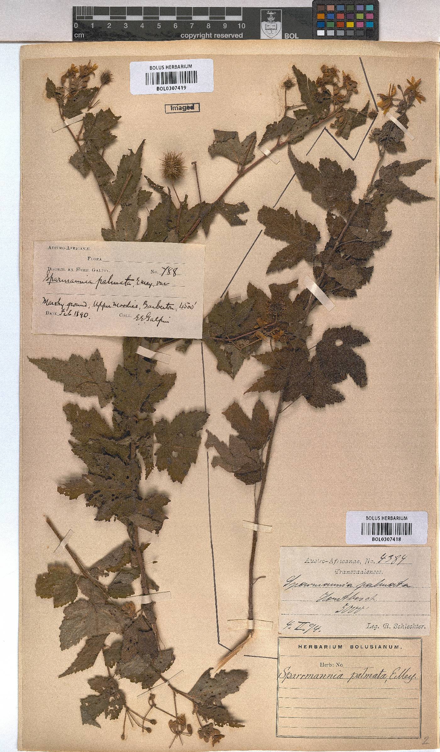 Sparrmannia ricinocarpa image