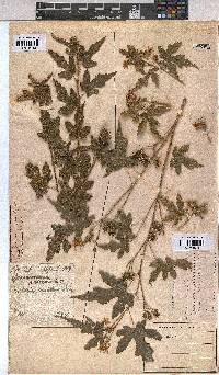 Sparrmannia ricinocarpa image