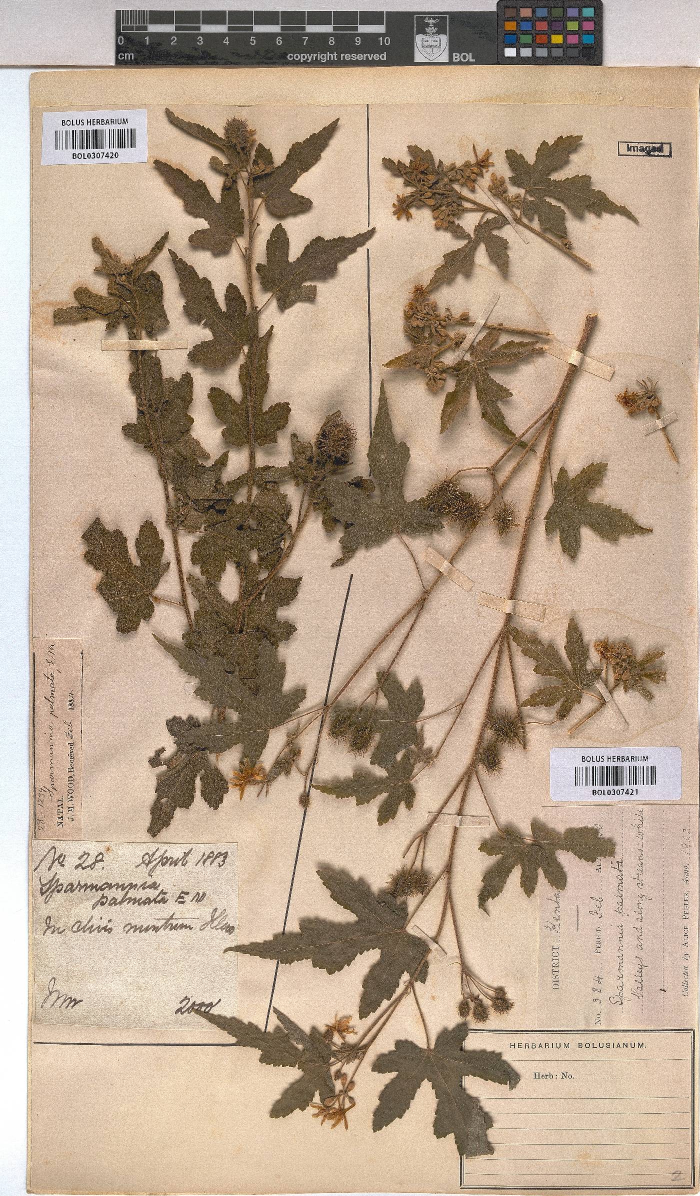 Sparrmannia ricinocarpa image