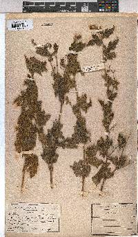 Sparrmannia ricinocarpa image