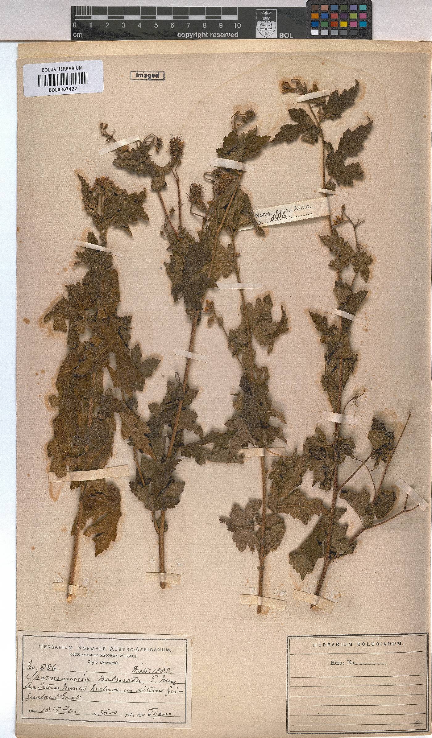Sparrmannia image