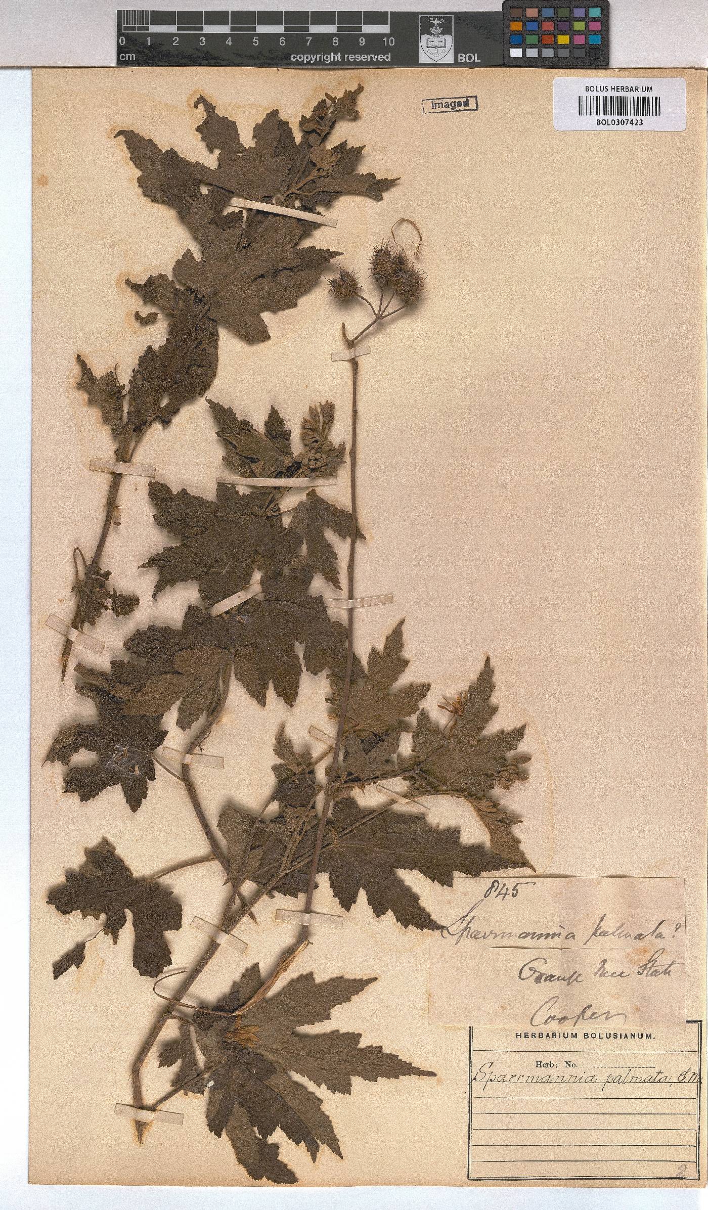 Sparrmannia ricinocarpa image