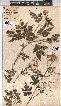 Sparrmannia ricinocarpa image