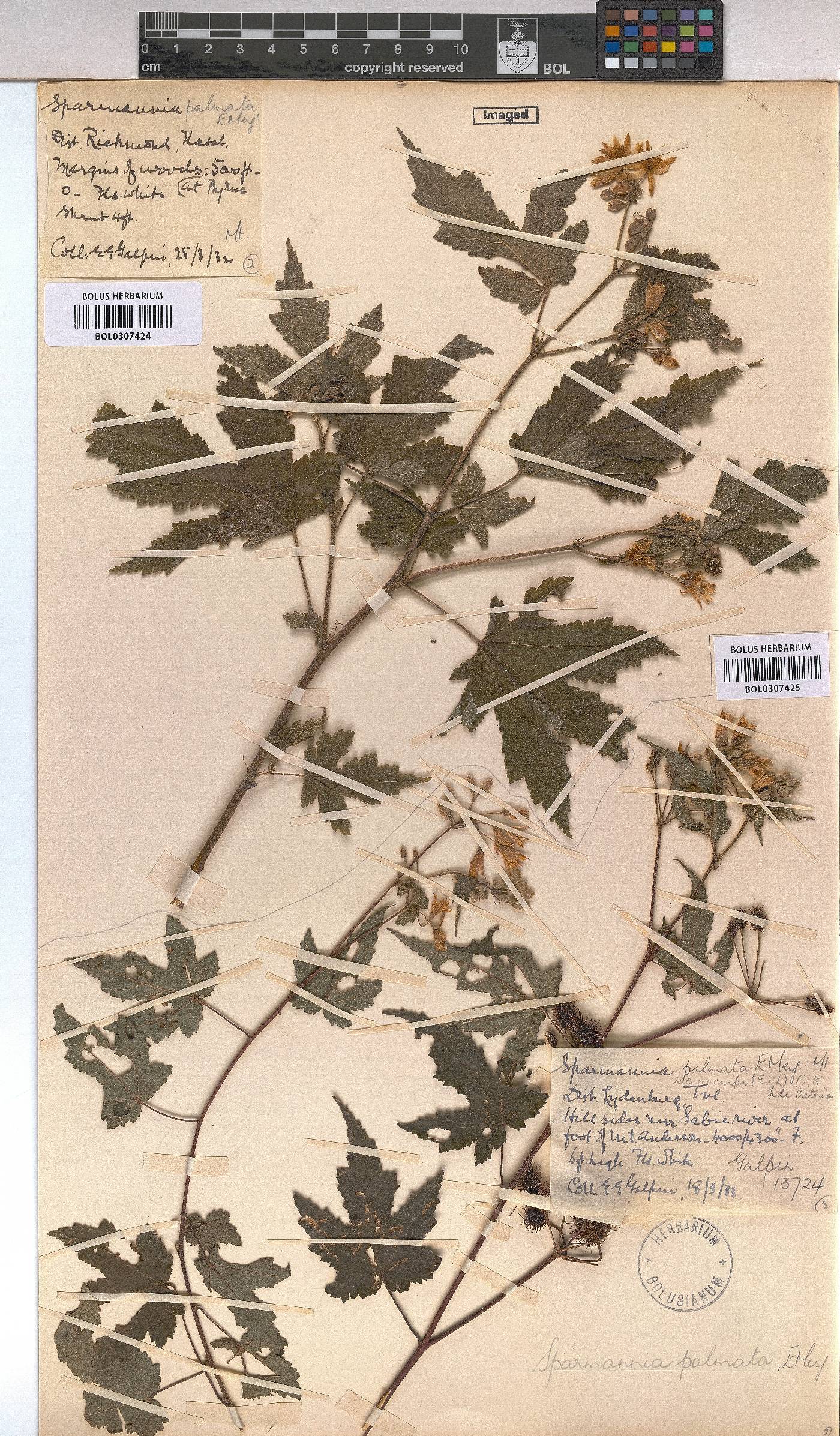 Sparrmannia ricinocarpa image