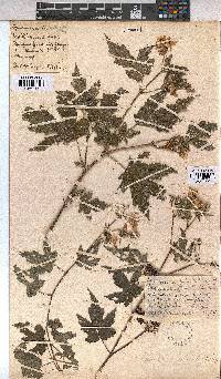 Sparrmannia ricinocarpa image