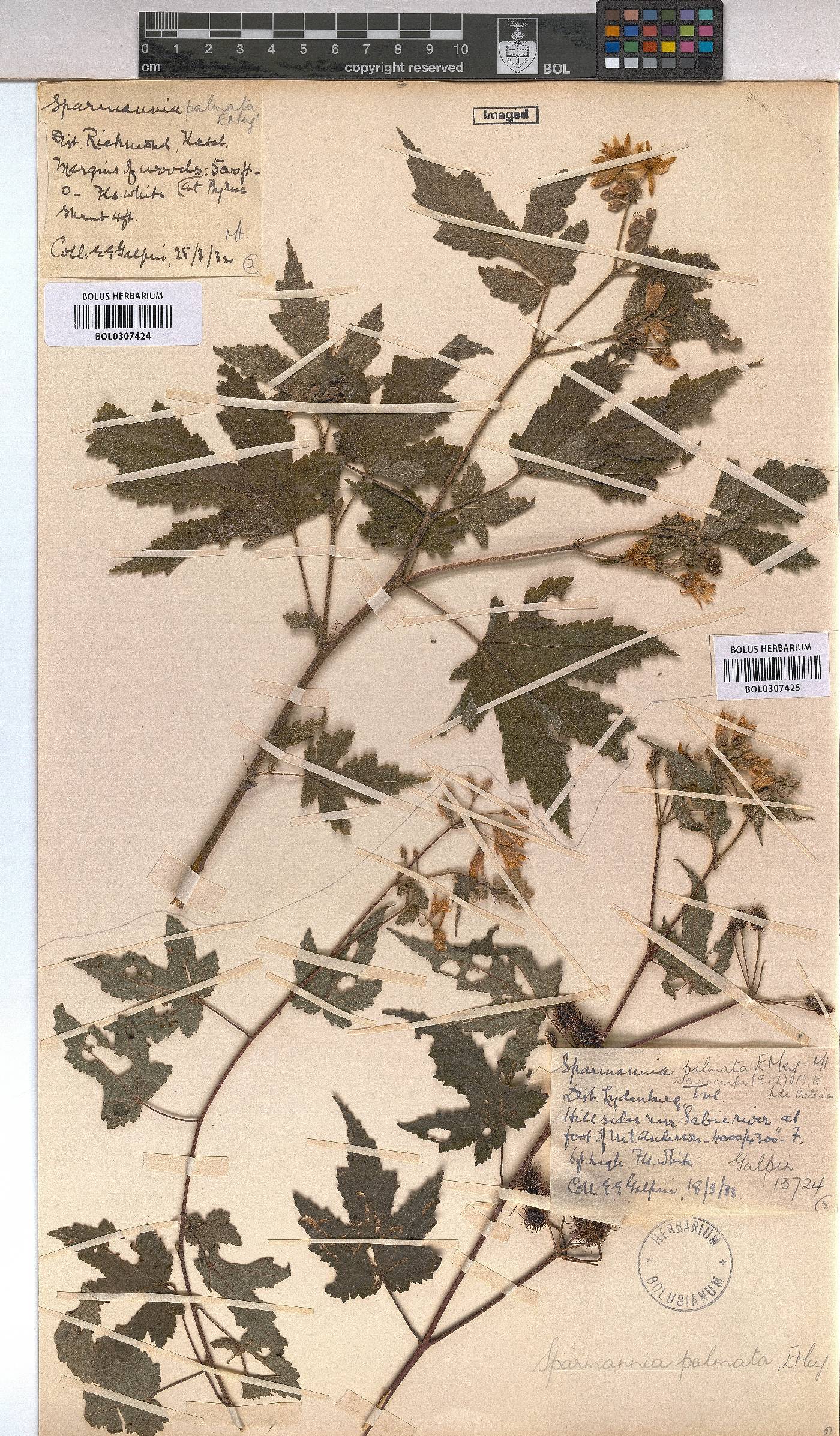 Sparrmannia ricinocarpa image