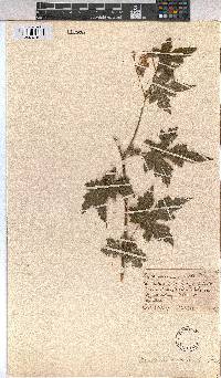 Sparrmannia ricinocarpa image