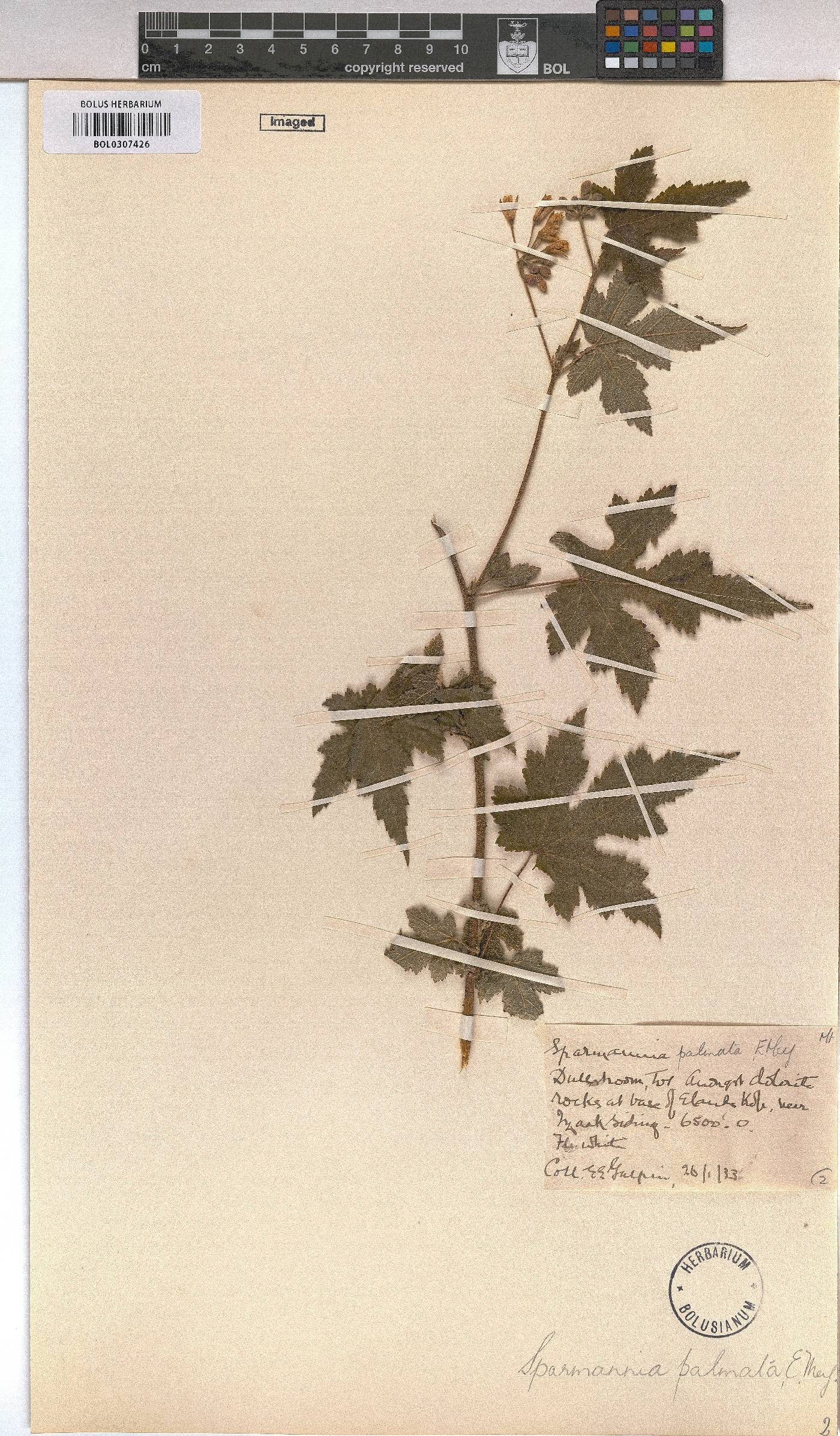 Sparrmannia ricinocarpa image