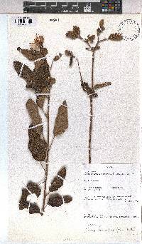 Image of Clappertonia ficifolia