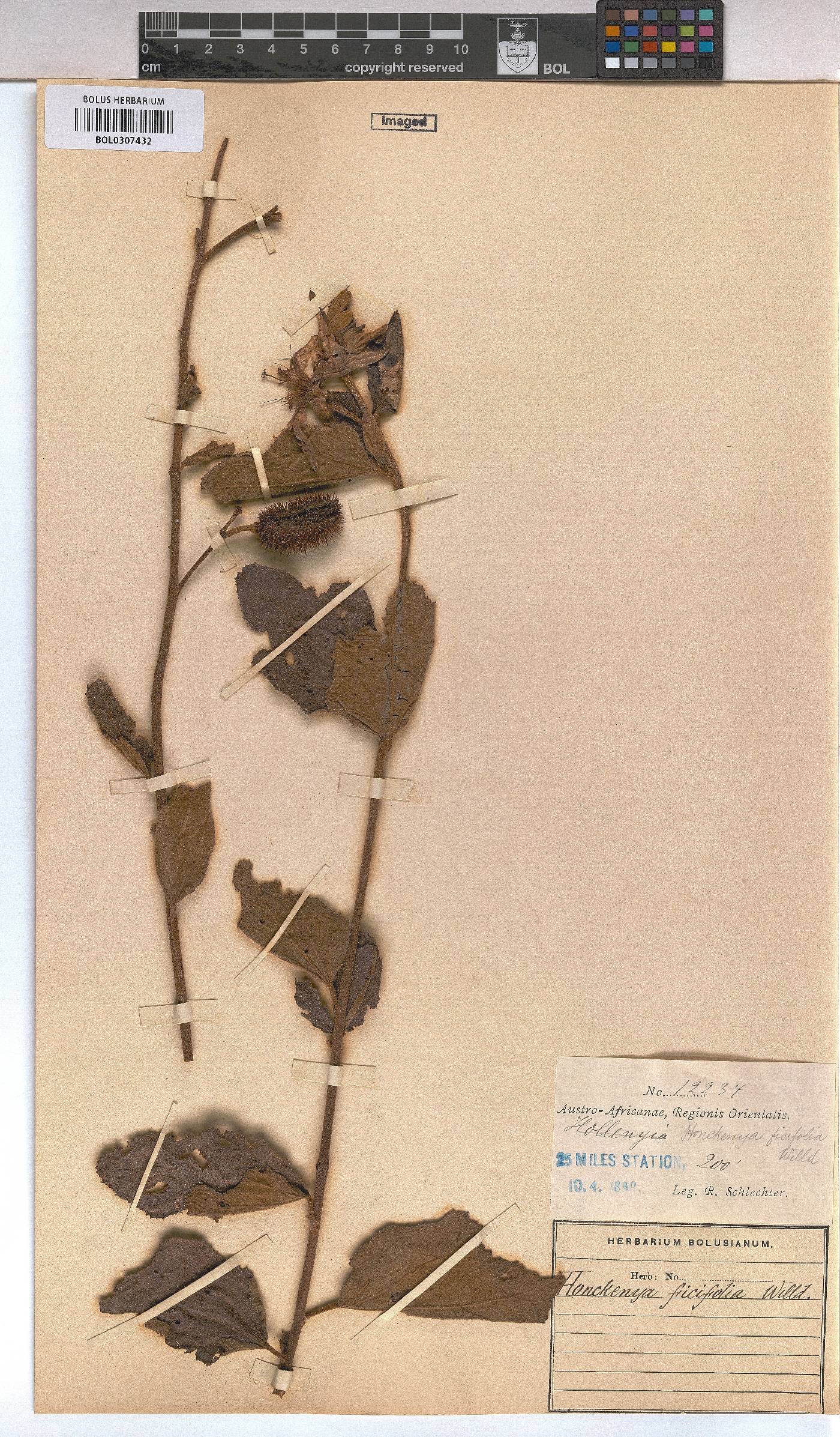 Clappertonia image