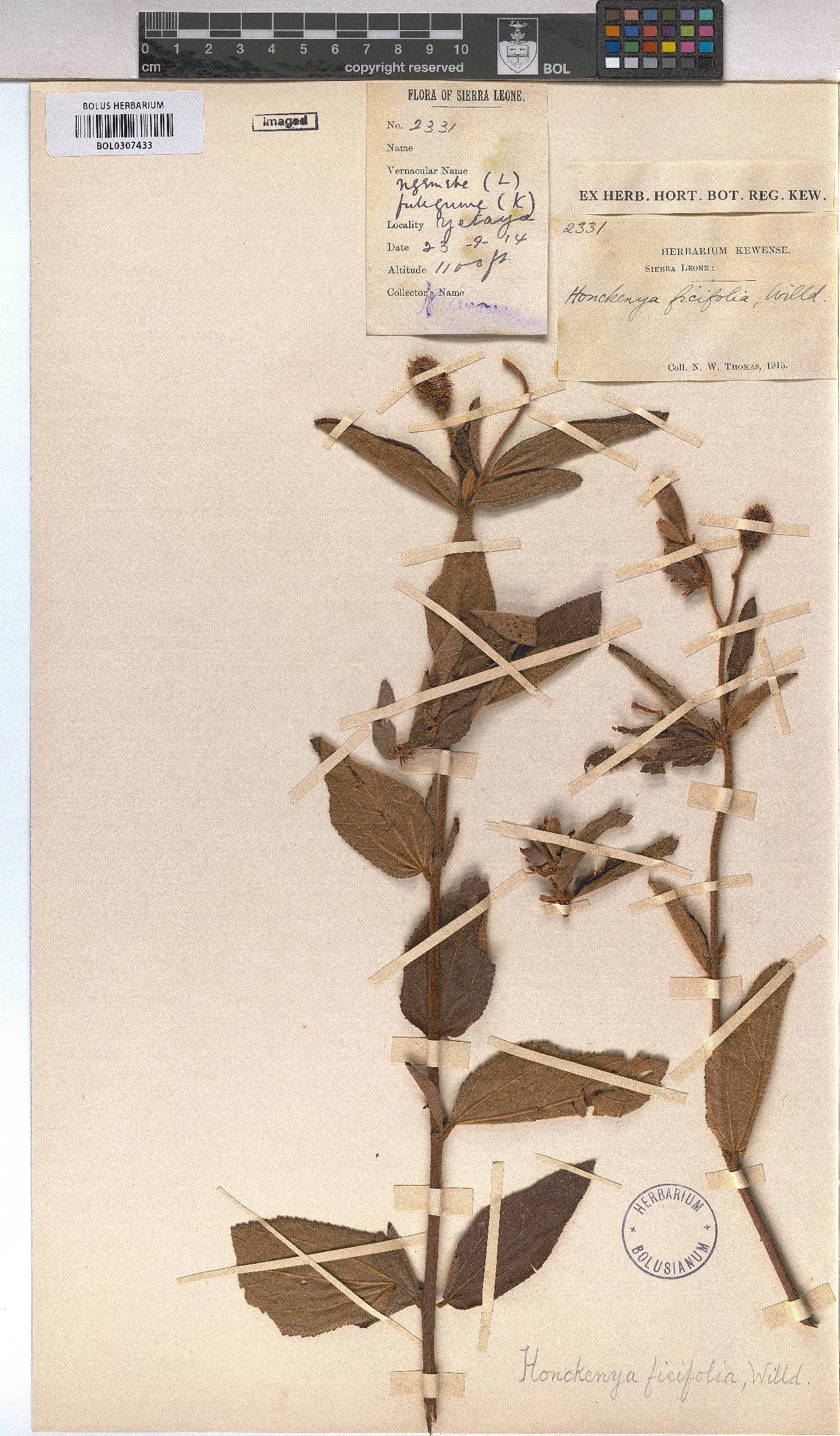 Clappertonia ficifolia image