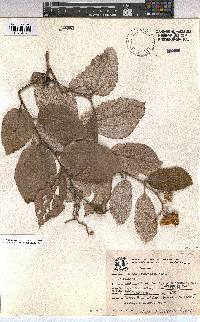 Image of Luehea divaricata