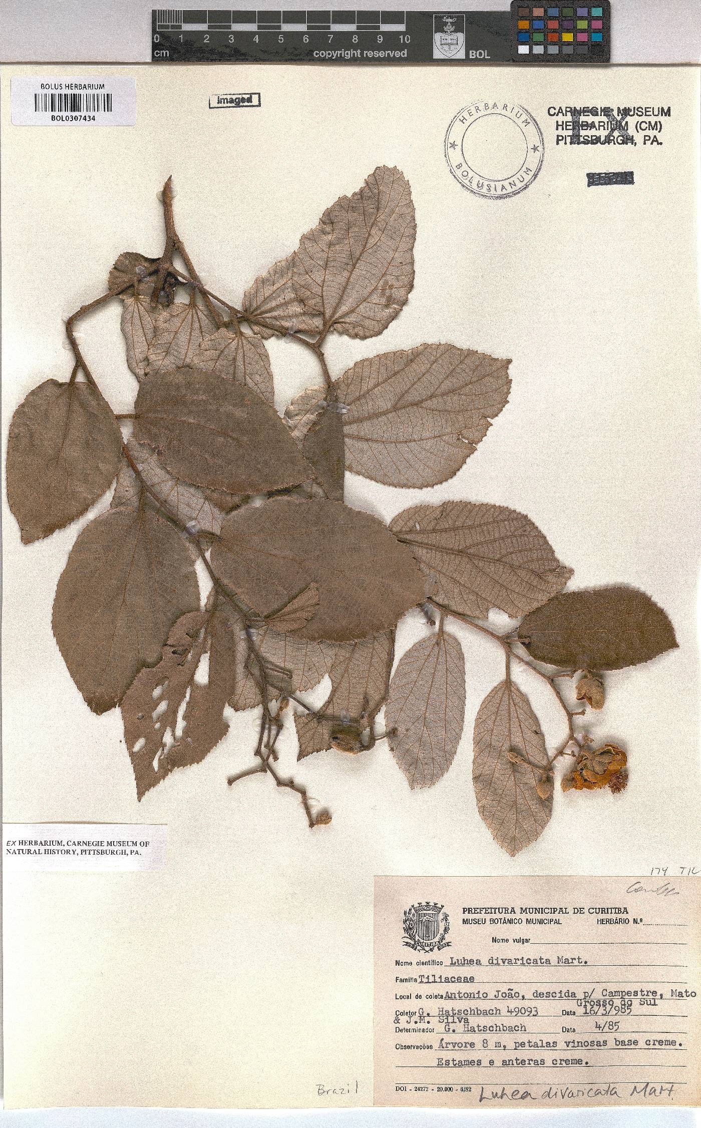 Luehea image