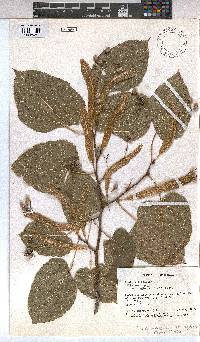 Image of Tilia americana