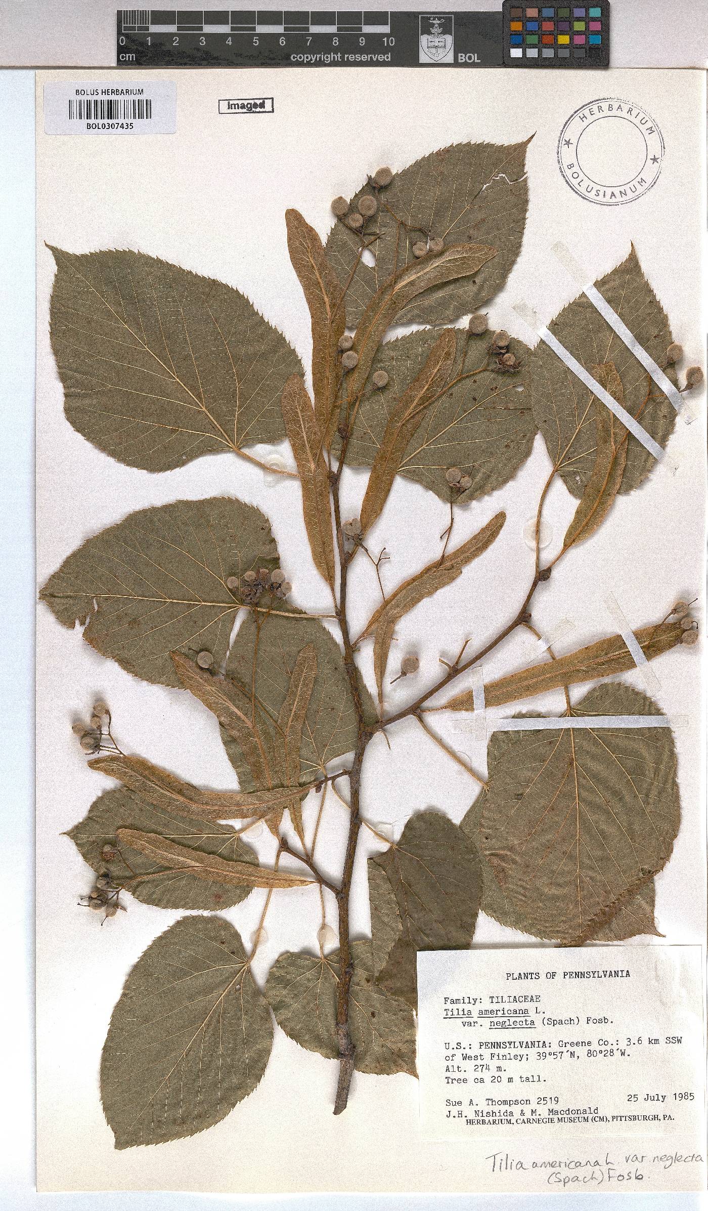 Tilia image
