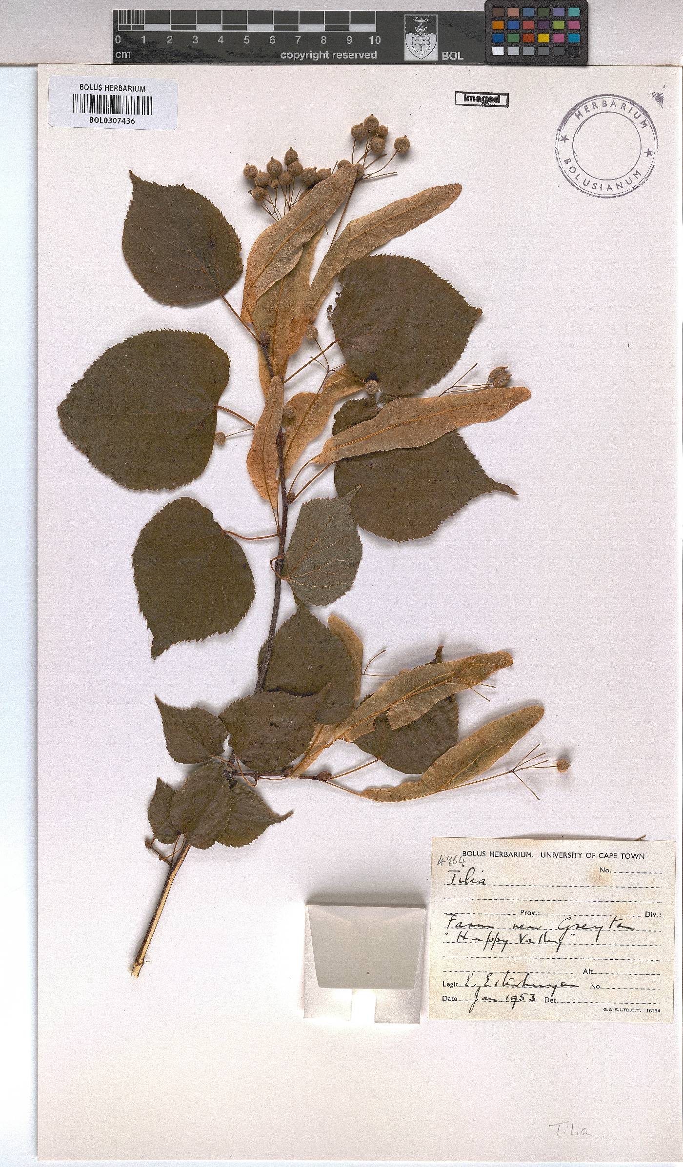 Tilia image