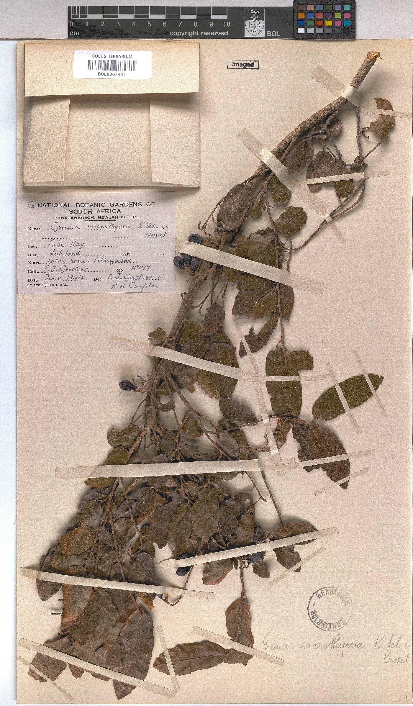 Grewia microthyrsa image