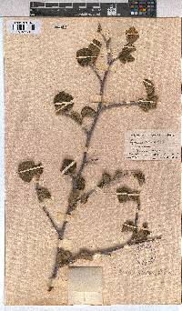 Grewia villosa image