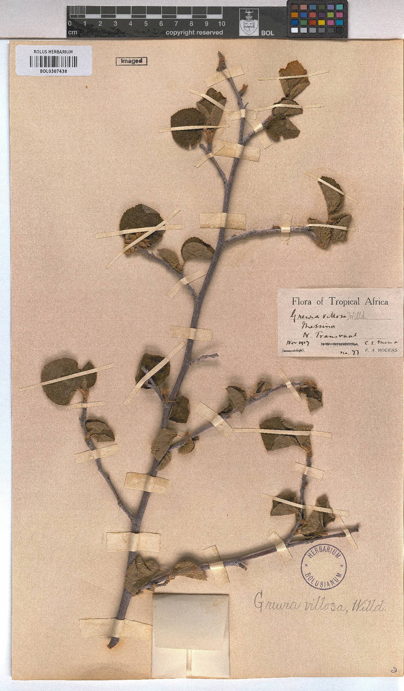 Grewia villosa image