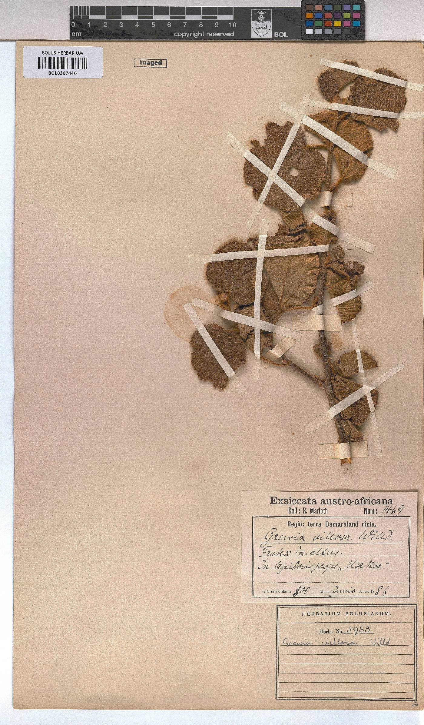 Grewia villosa image