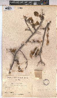 Grewia villosa image