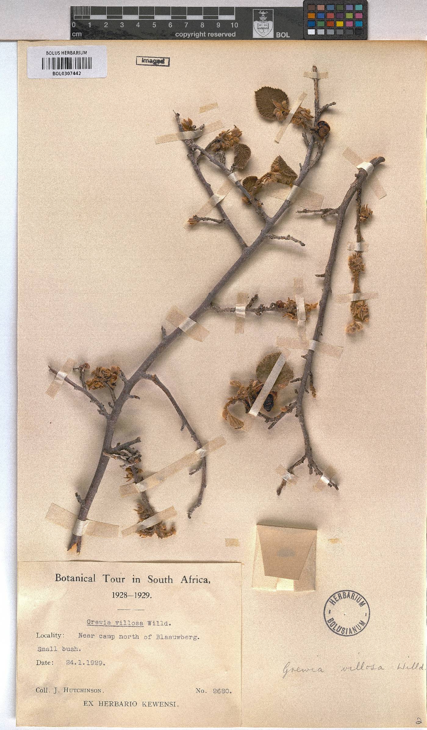 Grewia villosa image