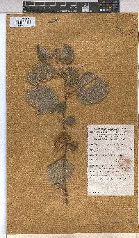 Grewia villosa image