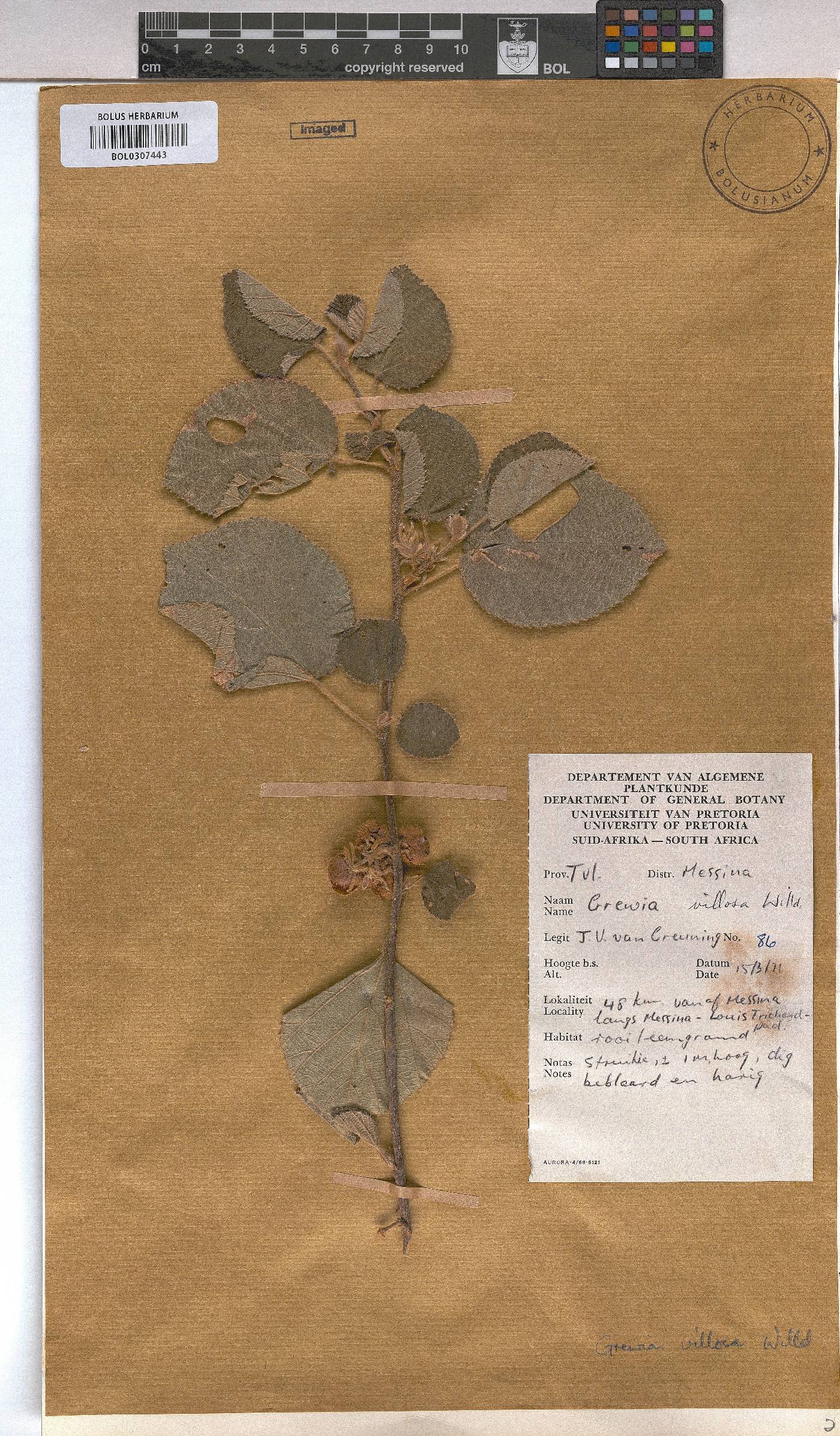 Grewia villosa image
