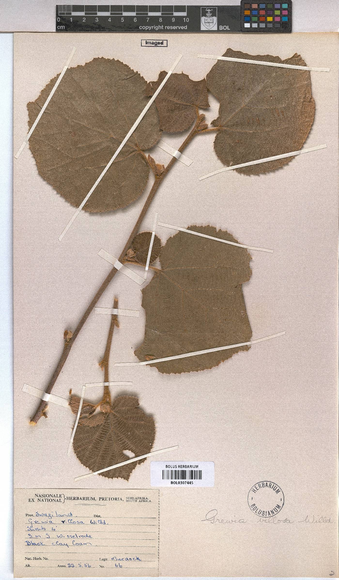 Grewia villosa image