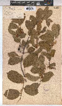 Grewia flavescens image