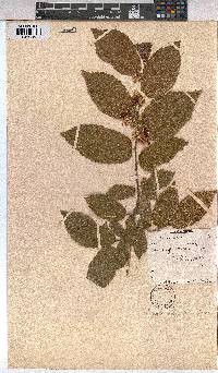 Grewia flavescens image