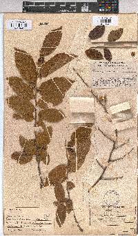 Grewia flavescens image