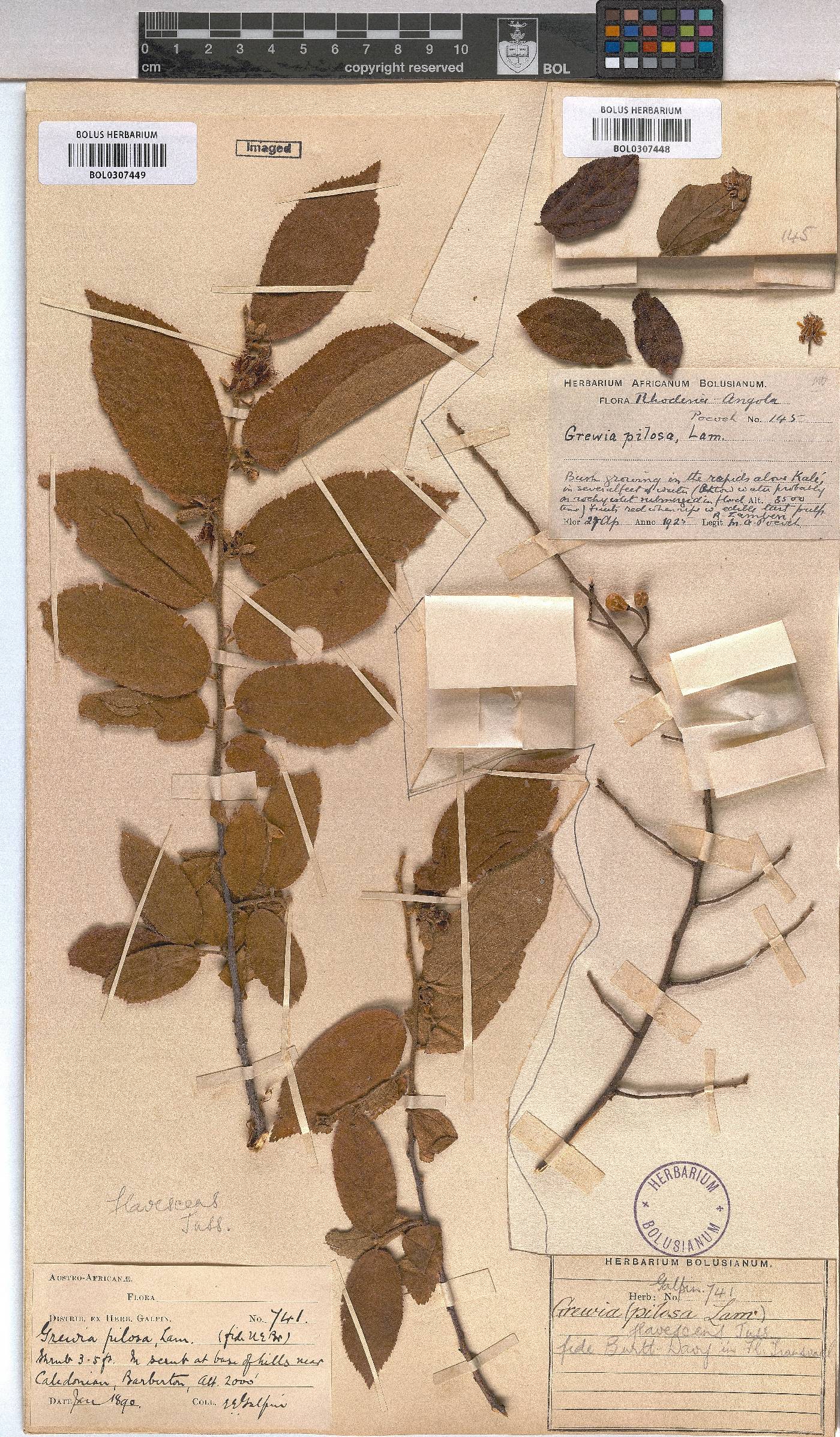Grewia flavescens image