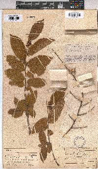 Grewia flavescens image